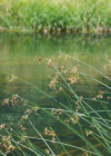 Einzelbild 8 See-Flechtbinse - Schoenoplectus lacustris