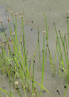 Einzelbild 7 Gewöhnliche Sumpfbinse - Eleocharis palustris