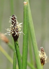 Einzelbild 8 Gewöhnliche Sumpfbinse - Eleocharis palustris