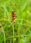 Einzelbild 5 Davalls Segge - Carex davalliana