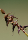 Einzelbild 6 Davalls Segge - Carex davalliana