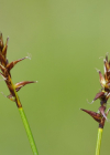 Einzelbild 7 Davalls Segge - Carex davalliana