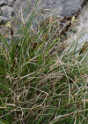 Einzelbild 5 Krumm-Segge - Carex curvula