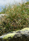 Einzelbild 6 Krumm-Segge - Carex curvula
