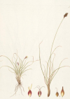 Einzelbild 8 Krumm-Segge - Carex curvula