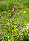 Einzelbild 6 Schneetälchen-Segge - Carex foetida