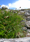 Einzelbild 7 Schneetälchen-Segge - Carex foetida
