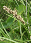 Einzelbild 5 Rispen-Segge - Carex paniculata