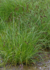 Einzelbild 6 Rispen-Segge - Carex paniculata