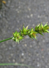 Einzelbild 3 Stachel-Segge - Carex muricata aggr.