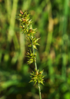 Einzelbild 5 Stachel-Segge - Carex muricata aggr.