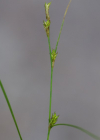 Einzelbild 8 Lockerährige Segge - Carex remota