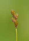 Einzelbild 5 Hasenpfoten-Segge - Carex leporina