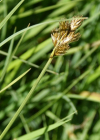 Einzelbild 6 Hasenpfoten-Segge - Carex leporina