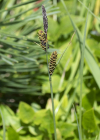 Einzelbild 5 Braune Segge - Carex nigra