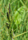 Einzelbild 6 Braune Segge - Carex nigra