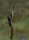 Einzelbild 7 Braune Segge - Carex nigra