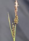 Einzelbild 8 Braune Segge - Carex nigra