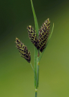 Einzelbild 5 Trauer-Segge - Carex atrata
