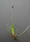 Einzelbild 5 Berg-Segge - Carex montana