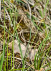 Einzelbild 8 Pillen-Segge - Carex pilulifera