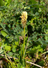 Einzelbild 4 Frühlings-Segge - Carex caryophyllea