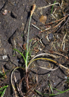 Einzelbild 6 Frühlings-Segge - Carex caryophyllea
