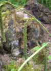 Einzelbild 6 Hänge-Segge - Carex pendula