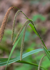 Einzelbild 7 Hänge-Segge - Carex pendula