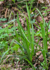 Einzelbild 8 Hänge-Segge - Carex pendula