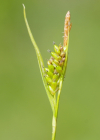 Einzelbild 7 Bleiche Segge - Carex pallescens