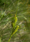 Einzelbild 8 Bleiche Segge - Carex pallescens