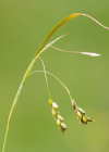 Einzelbild 1 Haarstielige Segge - Carex capillaris