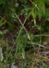 Einzelbild 7 Haarstielige Segge - Carex capillaris