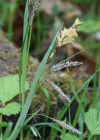 Einzelbild 7 Schlaffe Segge - Carex flacca