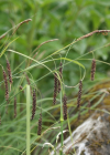 Einzelbild 8 Schlaffe Segge - Carex flacca