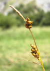 Einzelbild 4 Glanz-Segge - Carex liparocarpos