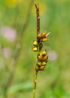 Einzelbild 6 Glanz-Segge - Carex liparocarpos