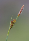 Einzelbild 6 Hirsen-Segge - Carex panicea