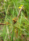 Einzelbild 7 Hirsen-Segge - Carex panicea