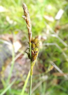 Einzelbild 8 Hirsen-Segge - Carex panicea
