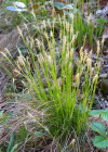Einzelbild 6 Weisse Segge - Carex alba