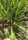 Einzelbild 4 Niedrige Segge - Carex humilis