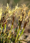 Einzelbild 6 Niedrige Segge - Carex humilis
