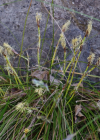 Einzelbild 6 Niedrige Segge - Carex humilis