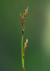 Einzelbild 7 Finger-Segge - Carex digitata