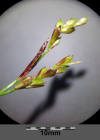 Einzelbild 8 Finger-Segge - Carex digitata