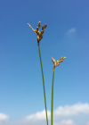 Einzelbild 8 Vogelfuss-Segge - Carex ornithopoda