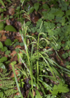 Einzelbild 5 Wald-Segge - Carex sylvatica