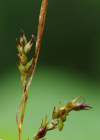 Einzelbild 6 Wald-Segge - Carex sylvatica
